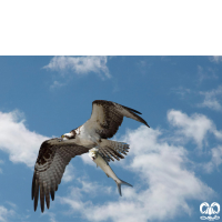 گونه عقاب ماهیگیر Osprey